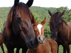 Three generations