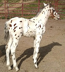 2019 bay leopard Colt. Nice stallion prospect. SOLD