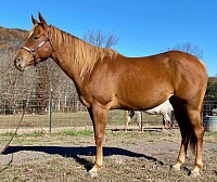 Brood mare