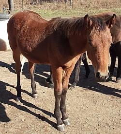 2020 Tank, sire SC Rowdy Redneck, dam HKR Wasabi Hot. Very stout straight colt