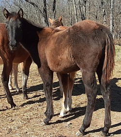 2020 Mocha, sire Hollywood Hotrod, 3 time champion reiner. Dam, Cool my Scotch, money earner. Black with white spots on body