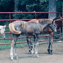 2020 Scarlet, sire SC Rowdy Redneck. Dam, Sir Peppy Fun N Run. Chesnutt filly with a blanket